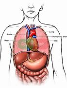 Image result for Thoracic 7