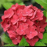 Image result for Hydrangea macrophylla Hot Red