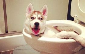 Image result for Funny Dogs Caca