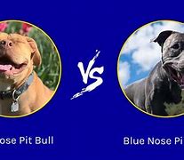 Image result for Blue Nose Brindle Pitbull
