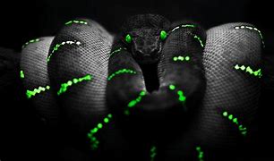 Image result for Razer Snake