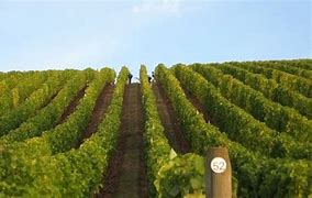 Image result for Cristom Riesling Tunkalilla