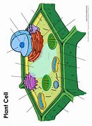 Image result for Blank Plant Cell