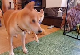 Image result for Shiba Inu Dancing