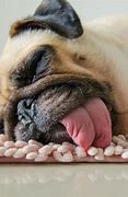 Image result for Funny Sleeping Pug Puppy