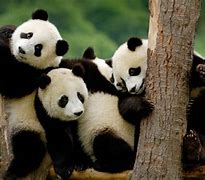 Image result for Cute Real Pandas
