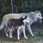 Image result for Husky and Wolf Meme