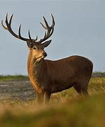 Image result for Red Deer Stag Roaring