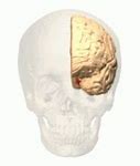 Image result for Short-Term Memory Brain Part