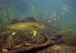 Image result for Walleye Screensaver