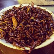 Image result for DIY Cricket Food