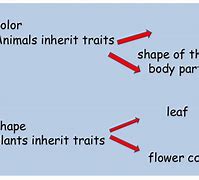 Image result for Parents and Offspring Worksheets