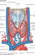 Image result for Thyroid and Thymus Gland