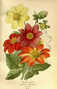 Image result for Flower Prints Wall Art