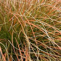 Image result for Carex testacea Prairy Fire