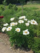 Image result for PAEONIA KRINKLED WHITE
