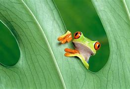 Image result for Funny Frog Face