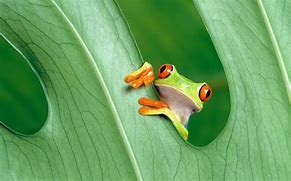 Image result for Funny Frog Desktop Wallpaper