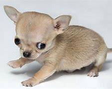 Image result for chihuahue�o
