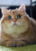 Image result for Amazing Cat Pictures