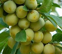 Image result for Prunus domestica Reine Claude dOullins