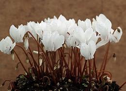 Risultato immagine per Cyclamen hederifolium var. hederifolium f. albiflorum