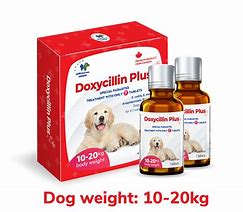 Image result for Doxycycline for Dogs