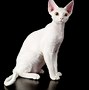 Image result for All White Cat Batty