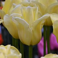 Image result for Tulipa World Friendship