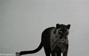 Image result for Looping Panther GIF