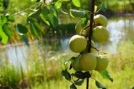 Image result for Apple Tree Next to Stream