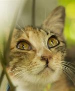 Image result for Domestic Cat Eyes