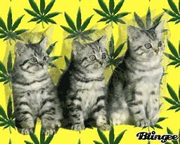 Image result for Weed Snorter Cat Meme