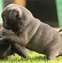 Image result for pugs