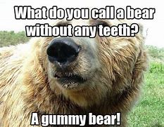 Image result for Funny Bear Jokes
