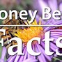Image result for Printable Honey Bee Facts