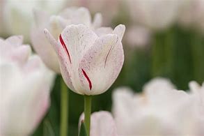 Image result for Tulipa Merel Delight