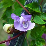 Image result for Corkscrew Vine Flower
