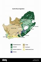 Image result for Vegetation in South Africa
