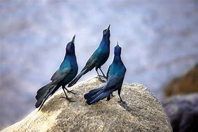 Image result for What Rock and Roll Song Starts with Birds Chirping