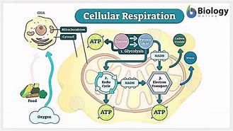 Image result for Cellular Respiration Explanation
