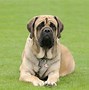 Image result for The World's Biggest Dog