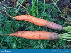 Image result for Fresh Baby Carrots