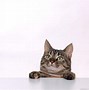 Image result for Cat Wallpaper Free for a Tablet