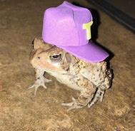 Image result for Like a Boss Frog Meme