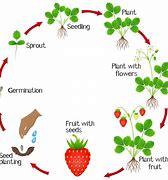 Image result for Strawberry Flower to Fruit