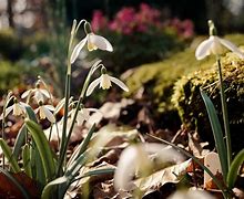 Image result for Garten Februar