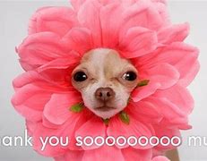 Image result for Thanks Dog Meme