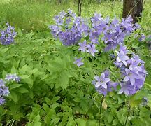 Image result for campanulaceae