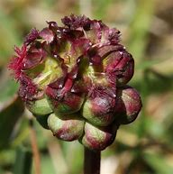 Image result for Sanguisorba (overige soorten : zie hoofdstuk)